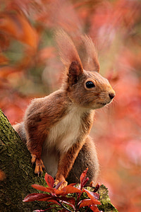 brown squirrel on brown tree branch thumbnail