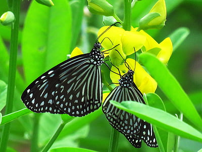 closeup photography of two black-and-white striped butterflies on pink petaled flower thumbnail