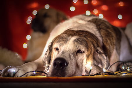 adult yellow Labrador retriever lying near the string lights thumbnail
