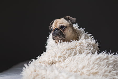 fawn pug covered with white fur blanket thumbnail