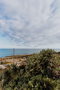 Plants of Portugal thumbnail