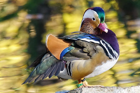 selective focus photography of mandarin duck thumbnail