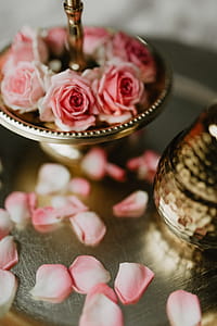 A tray of pink roses thumbnail