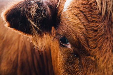 closeup photography of brown animal thumbnail