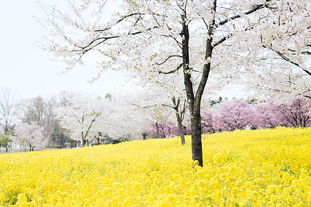 tree surrounded by yellow petaled flowers thumbnail
