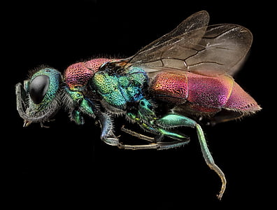 macro photography of green and brown metallic beetle thumbnail