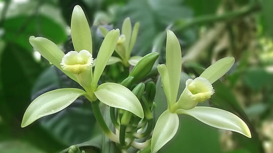 selective focus photography of white petaled flower thumbnail