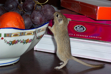 brown rat eating grapefruit thumbnail