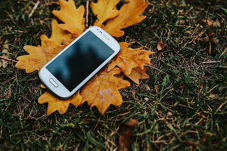 Autumn leaves on the ground thumbnail