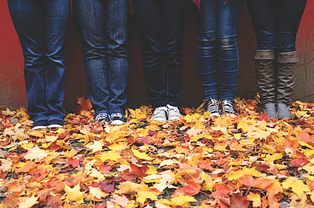 five person standing on maple leaves filled pavement thumbnail