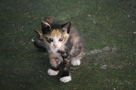 calico kitten on green grasses thumbnail