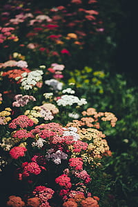 macro shot of flowers thumbnail
