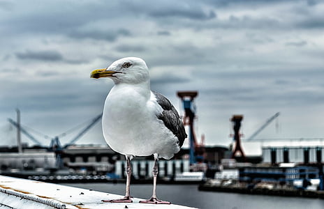 selective focus photogragphy of bird thumbnail