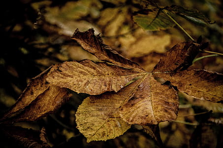 Dried Leave thumbnail
