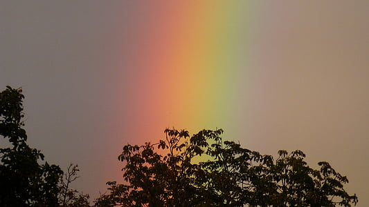silhouette photo of tree with rainbow behind thumbnail
