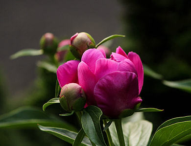 close-up selective focus photo of pink petaled flower thumbnail