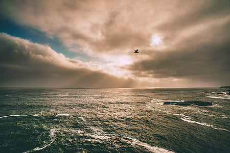 bird flying above sea under clouds thumbnail