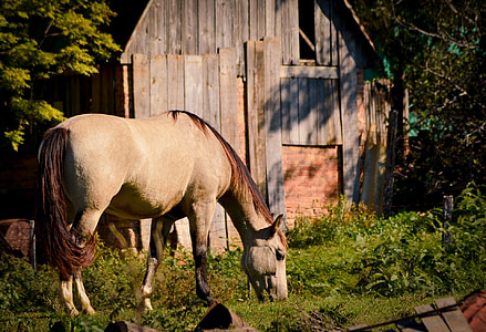 brown horse on grass field during daytime thumbnail