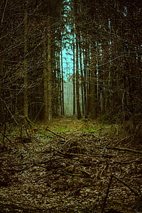 forest, goal, landscape, mystical, fantasy, away thumbnail