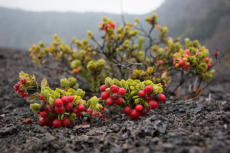 Round Red Fruits on Grass thumbnail