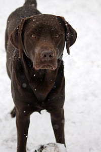 adult black Labrador retriever standing outdoors thumbnail