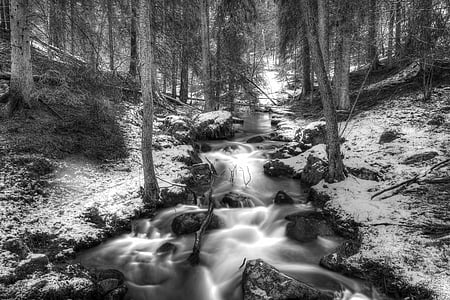 grayscale photography of woods thumbnail
