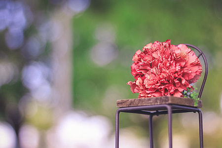 selected color red petal flower thumbnail