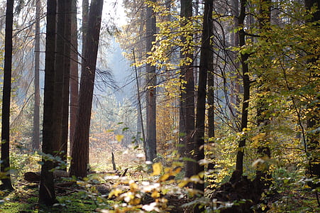 sunlight through tree thumbnail
