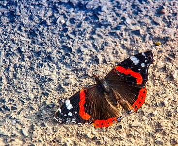 red admiral butterfly on brown soil at daytime thumbnail
