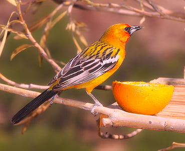 yellow and black bird perched on wood branch thumbnail