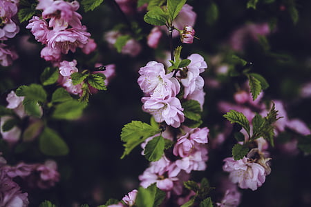 pink flowers surrounded by green leaves thumbnail