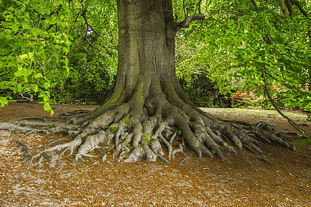 brown and green during daytime thumbnail