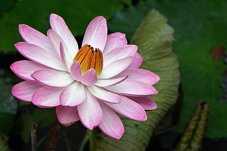selective focus photo of white and purple lotus flower thumbnail