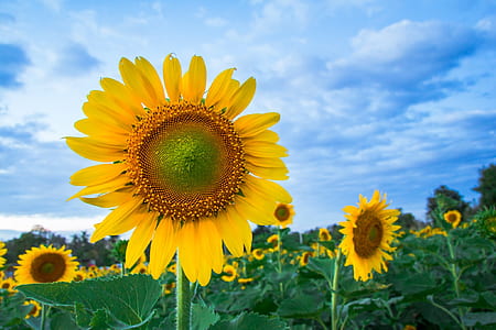 sunflowers under white and blue sky thumbnail