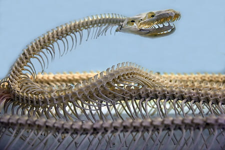 photography of snake's skeleton thumbnail