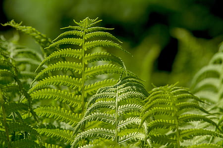 shallow focus photography of plants thumbnail