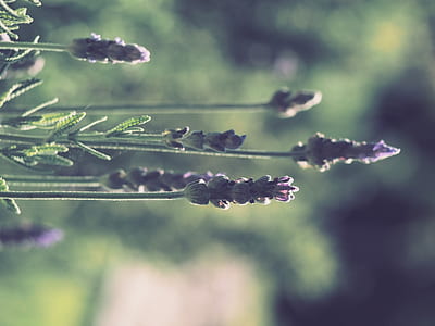 selective focus photography of purple petaled flowers thumbnail