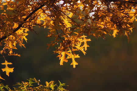 brown leaves in shallow focus shot thumbnail