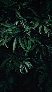 Low Light Photography of Green Leafed Plant thumbnail