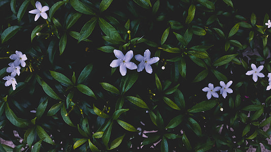purple flowers with green leaves thumbnail