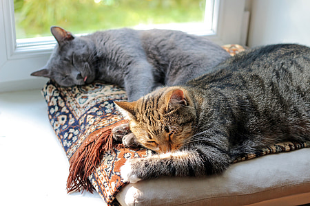 two gray and black cats sleeping near window thumbnail