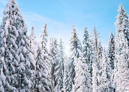 pine trees covered with snow thumbnail
