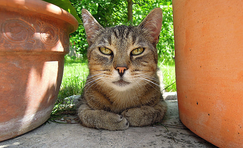 brown tabby cat lying on pavement between brown pots thumbnail