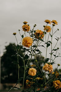 Selective Focus Photo of Yellow Dahlia Flowers thumbnail