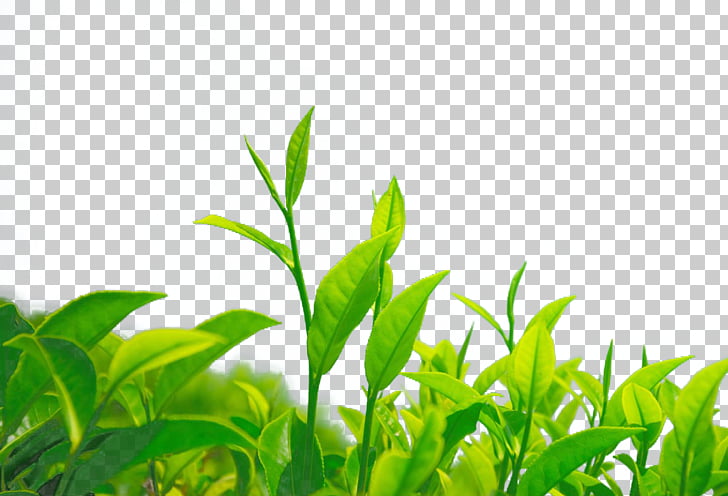 tea green png cliparts for free download uihere tea green png cliparts for free
