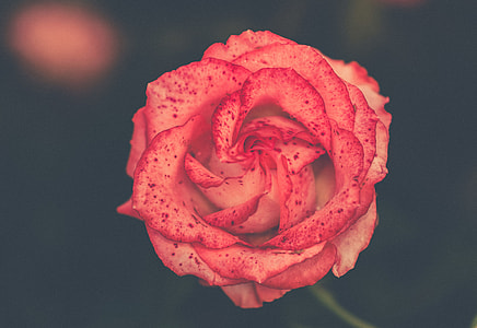 closeup photography of rose flower thumbnail