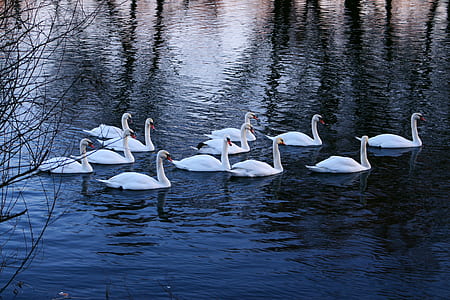 flock of swans on water thumbnail