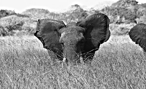 Mozambique, Pontamalongane thumbnail