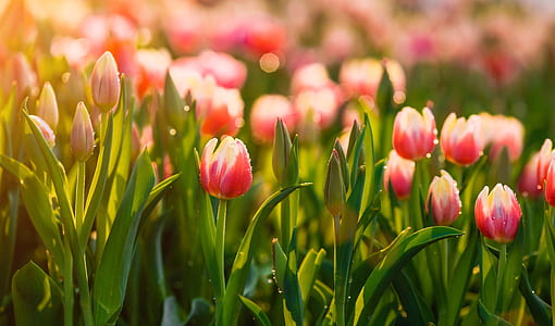 pink-and-white tulips outdoors thumbnail