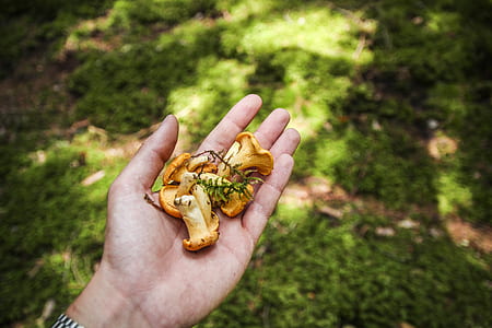 person holding brown mushroom thumbnail